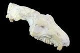 Oreodont (Merycoidodon) Partial Skull - Wyoming #93753-2